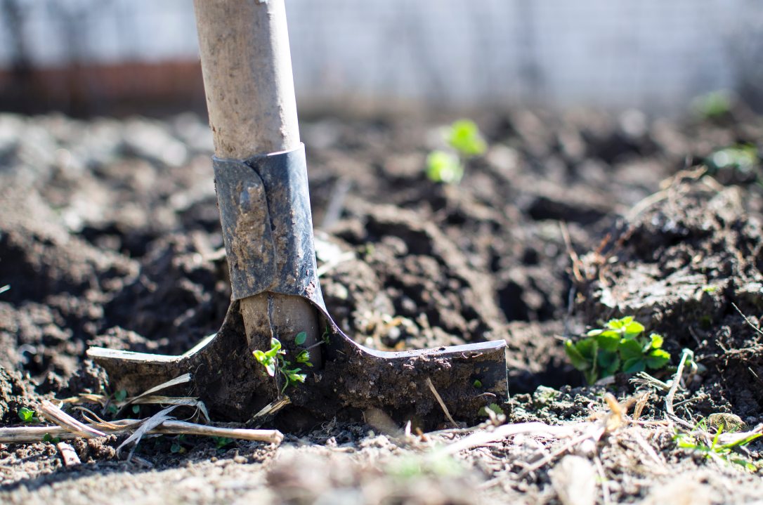 Gardener in Chelmsford