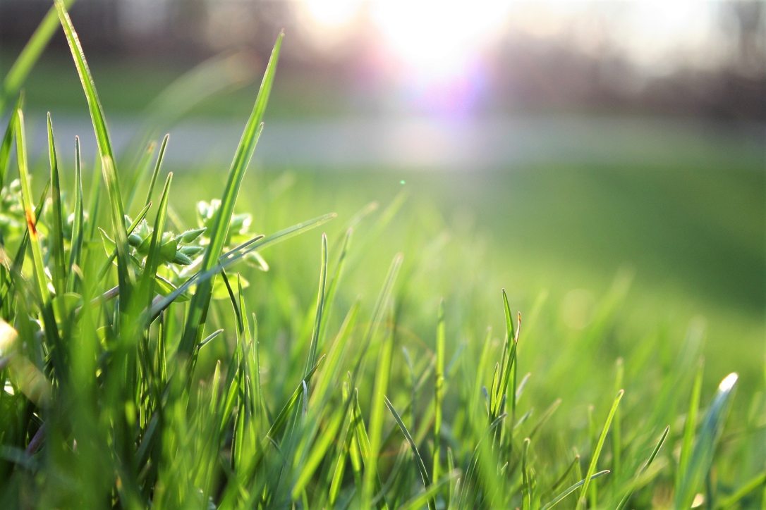 Gardener in Chelmsford